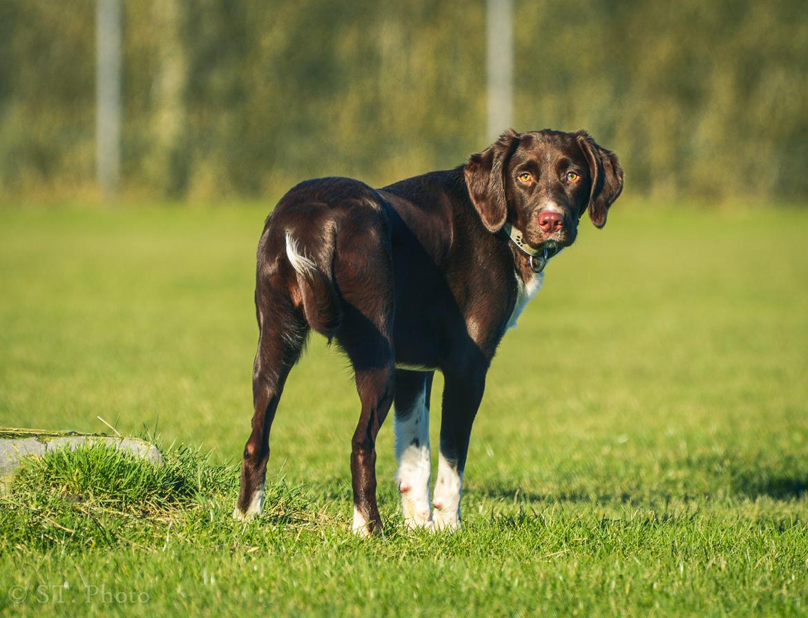 Blanding af racer Nellie billede 32