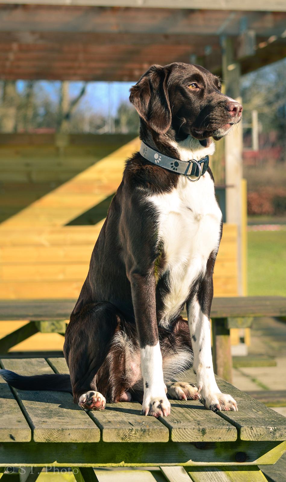 Blanding af racer Nellie billede 7