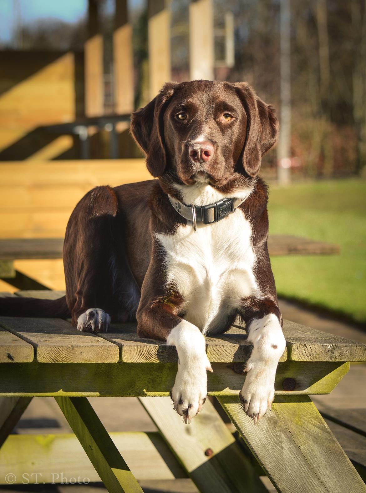 Blanding af racer Nellie billede 35