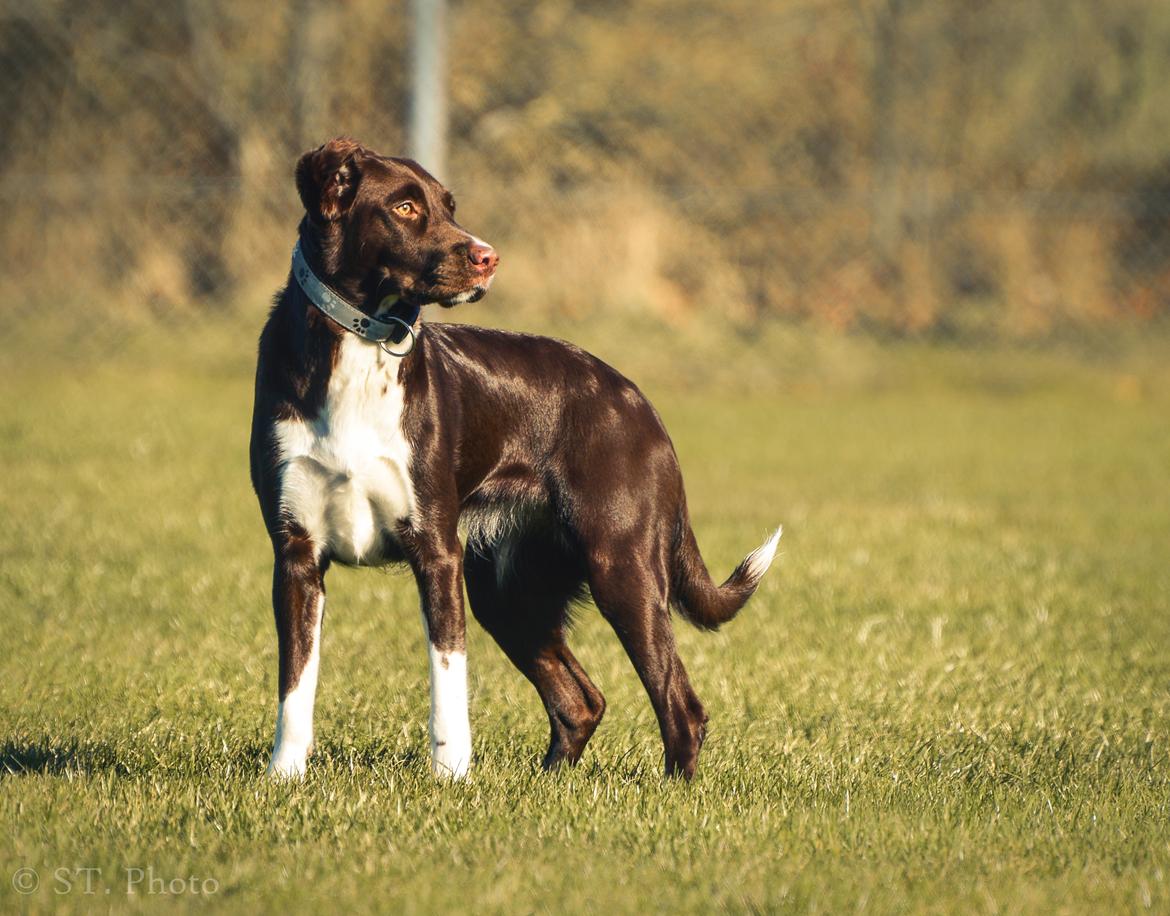 Blanding af racer Nellie billede 33
