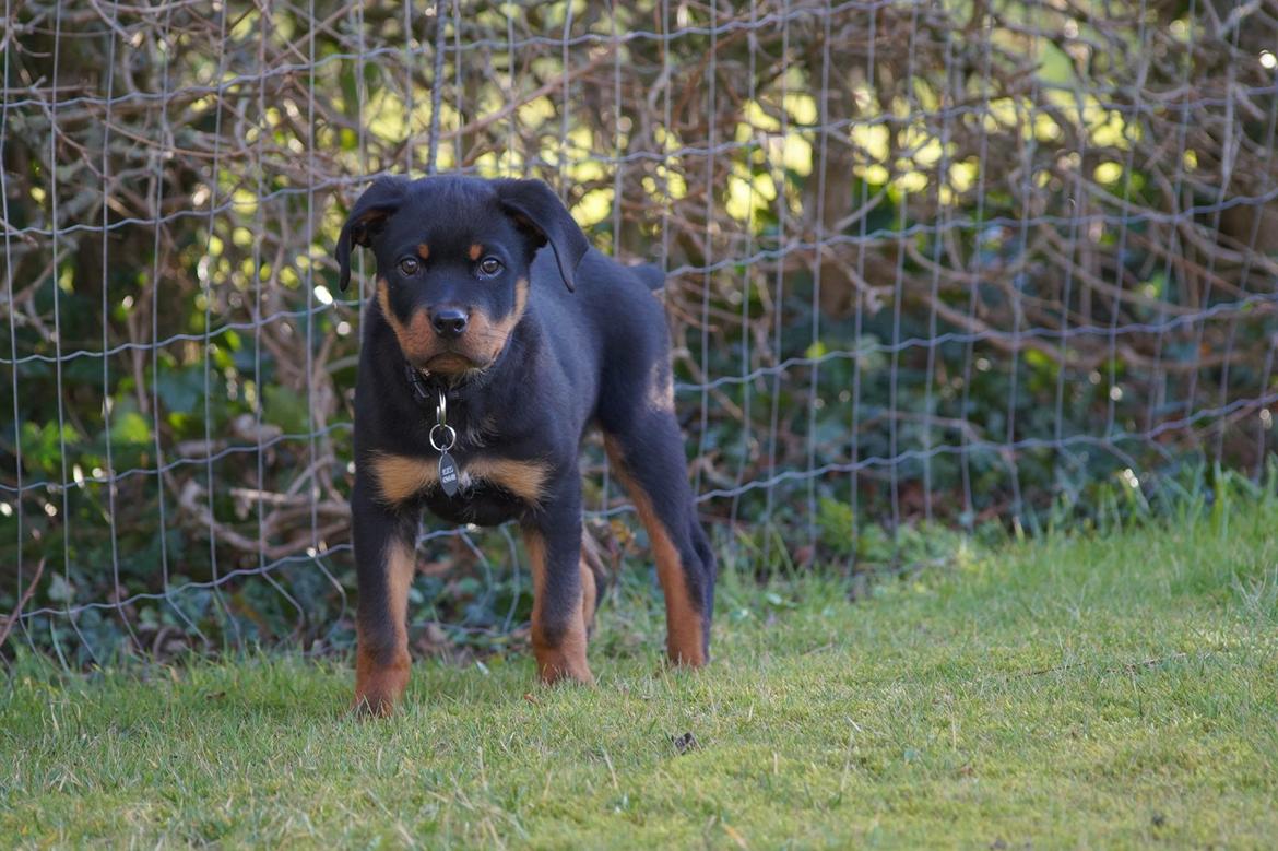 Rottweiler Bosco - 13 uger billede 23