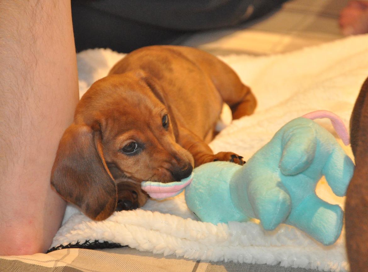 Dværggravhund Adeltands Jingle Bell Rock - Første aften <3 billede 1