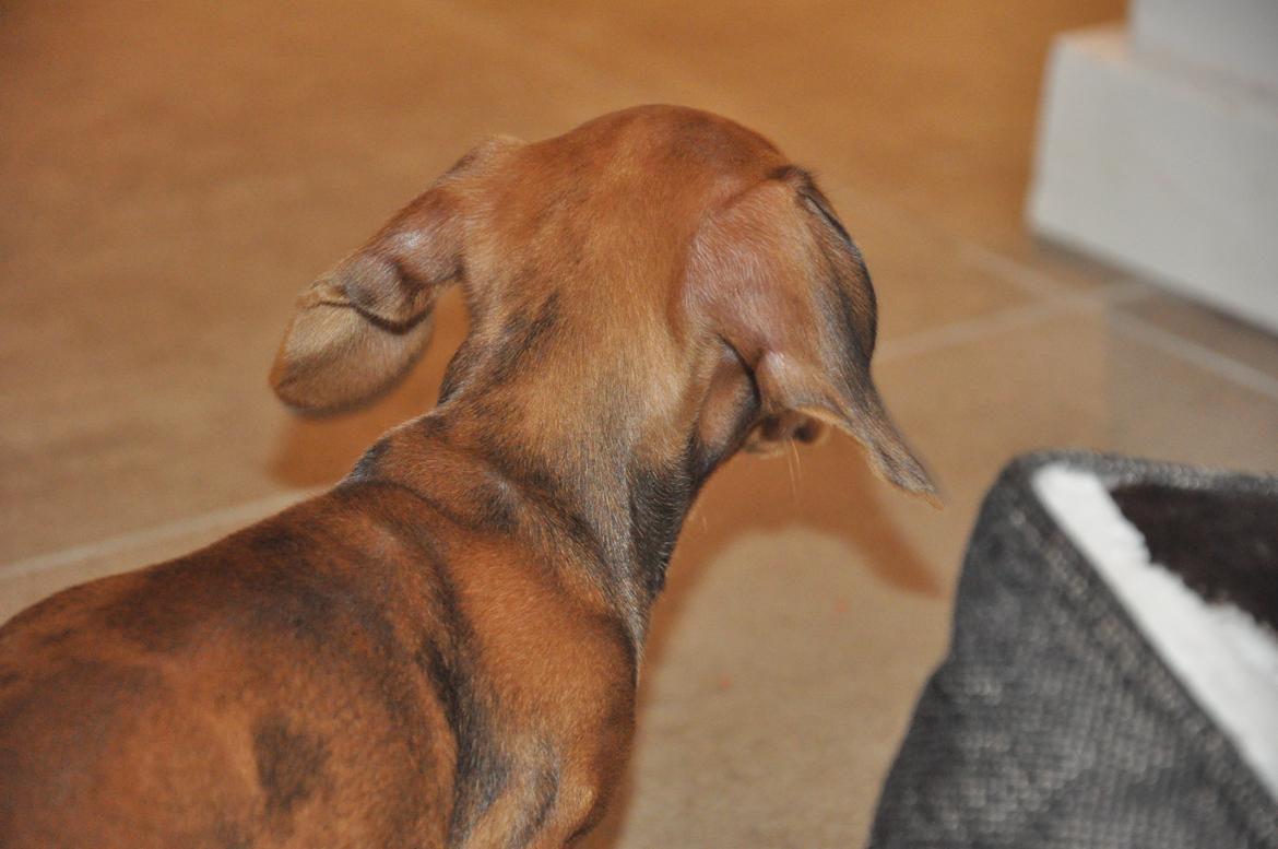 Dværggravhund Adeltands Jingle Bell Rock - Så smukke aftegn <3 billede 5