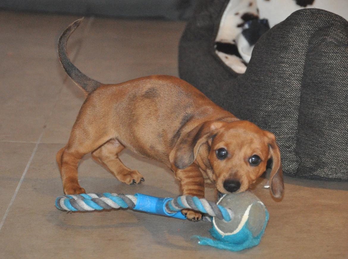 Dværggravhund Adeltands Jingle Bell Rock - Uha, den er sjov den her! billede 2