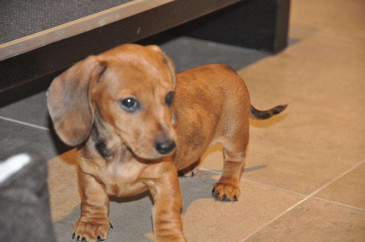 Dværggravhund Adeltands Jingle Bell Rock - Første aften <3 billede 3