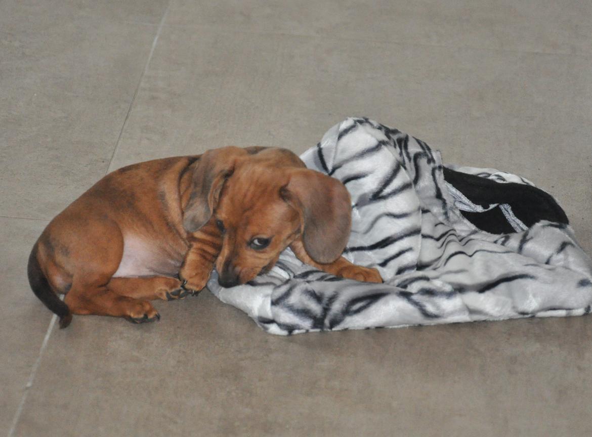 Dværggravhund Adeltands Jingle Bell Rock - Grrr, jeg spiser den her zebra! ;) billede 6