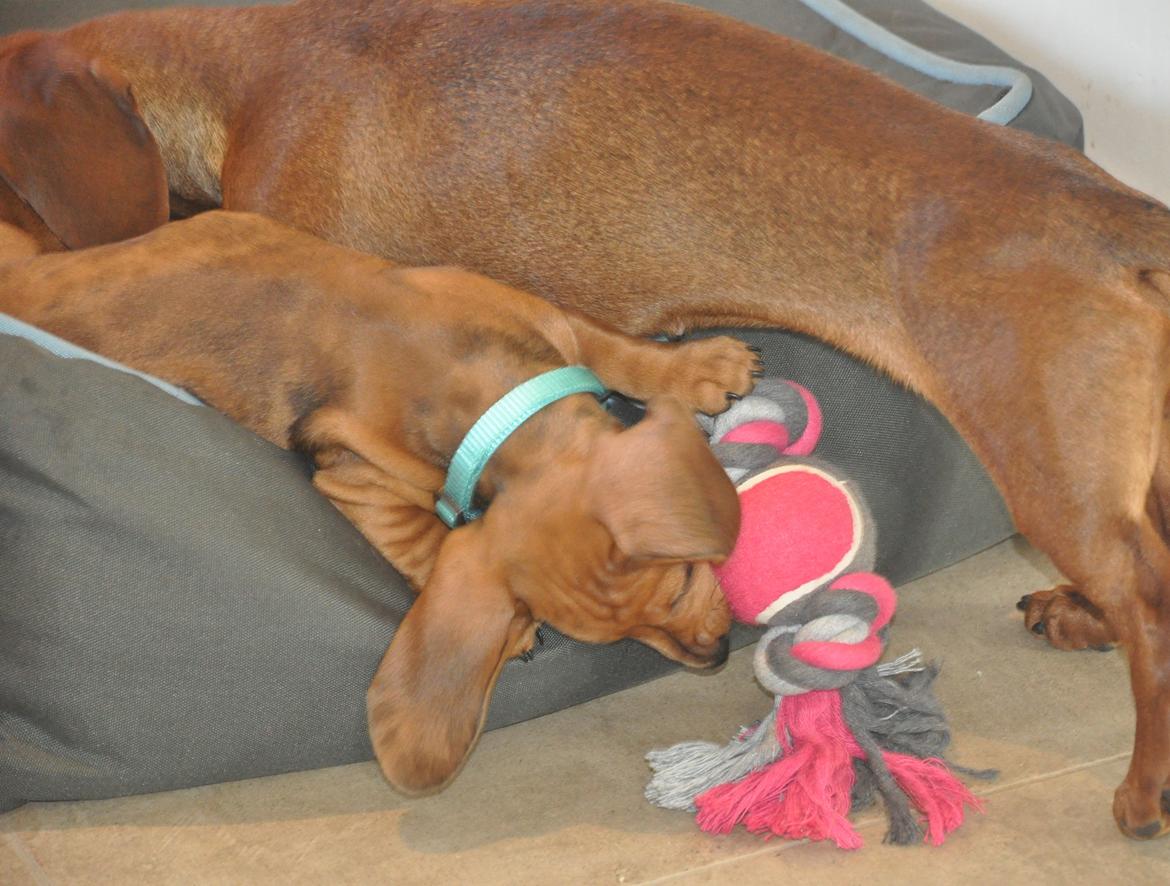 Dværggravhund Adeltands Jingle Bell Rock - Den er også sjov, den her :b billede 8