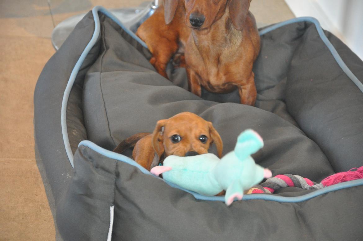 Dværggravhund Adeltands Jingle Bell Rock - Elsker min blå bamse <3 billede 9