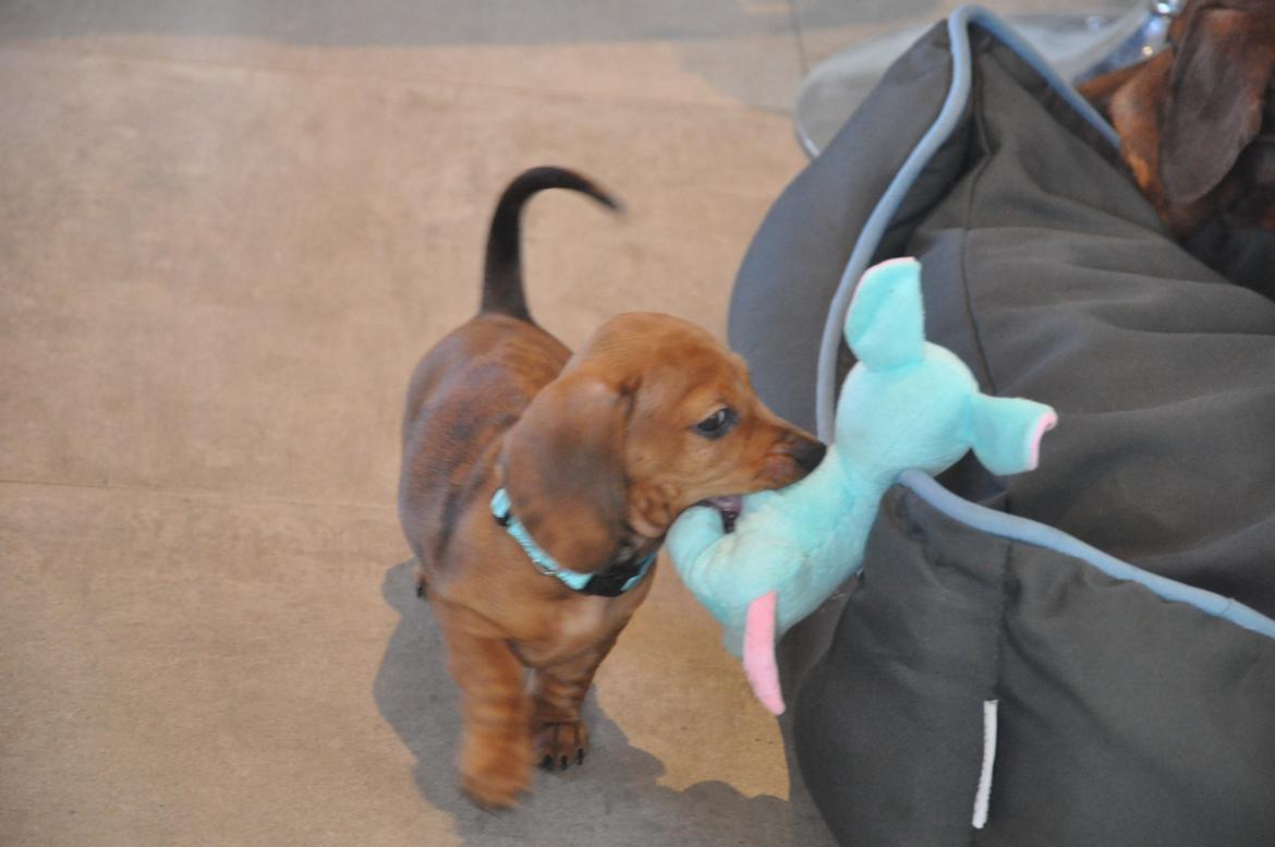 Dværggravhund Adeltands Jingle Bell Rock - Elsker min blå bamse <3 billede 10