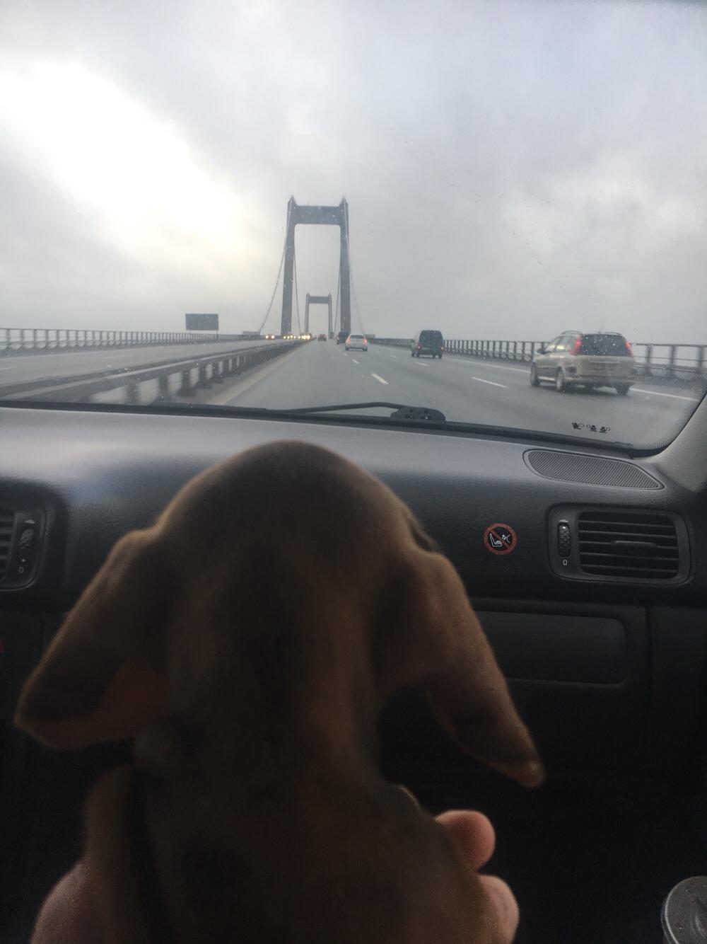 Dværggravhund Adeltands Jingle Bell Rock - Så skal vi over broen, og siger dermed farvel til livet på Fyn, og goddag til livet i Nordjylland :) billede 12