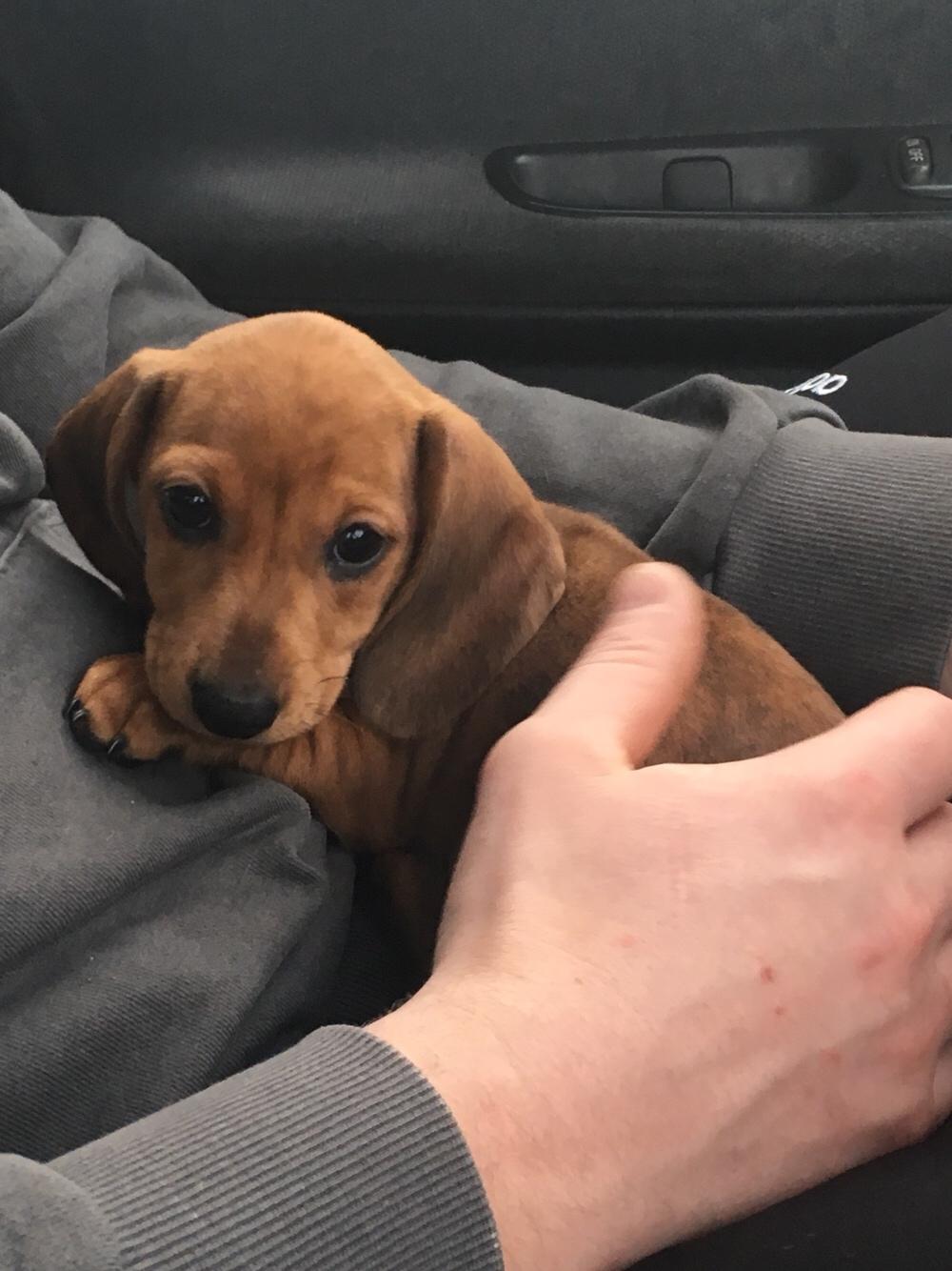 Dværggravhund Adeltands Jingle Bell Rock - På vej hjem i bilen <3 billede 11