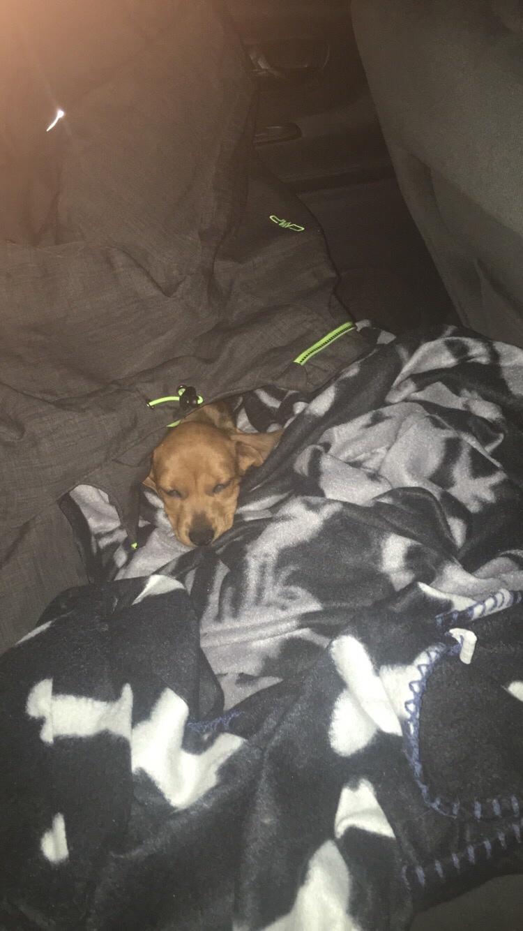 Dværggravhund Adeltands Jingle Bell Rock - Conny blev træt på vej hjem i bilen <3 billede 13