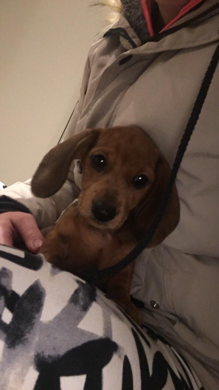 Dværggravhund Adeltands Jingle Bell Rock - Første morgen sammen <3 billede 15