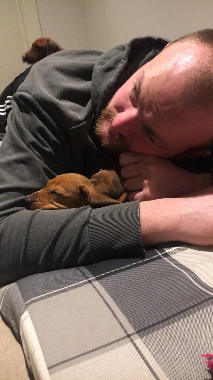 Dværggravhund Adeltands Jingle Bell Rock - Første aften, og Conny er meeeeget træt - så er det heldigt man ligger så godt i fars arme <3 billede 17