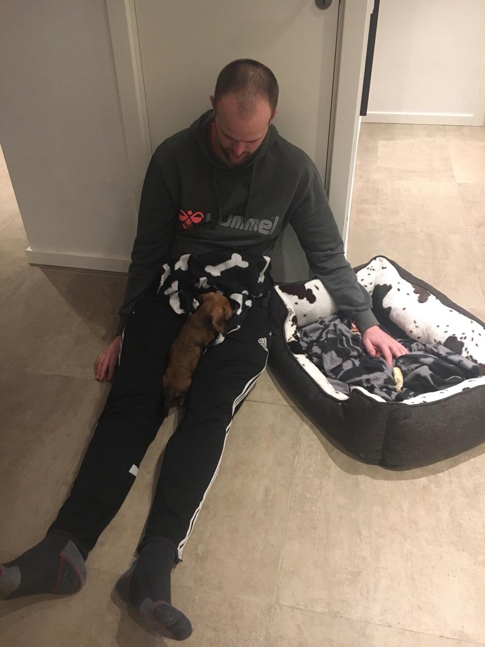 Dværggravhund Adeltands Jingle Bell Rock - Farmand brugte meget tid på gulvet den første aften vi havde hende <3 billede 16