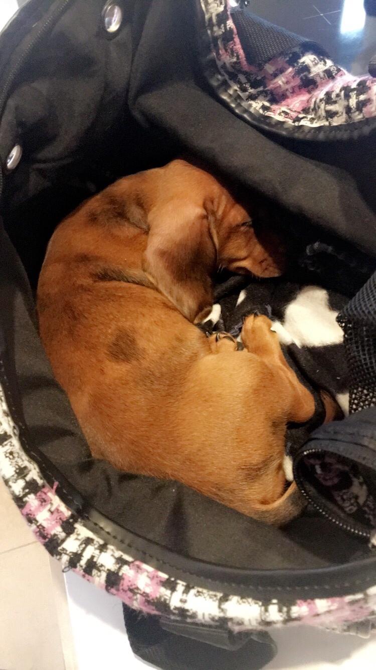 Dværggravhund Adeltands Jingle Bell Rock - Træt med træt på <3 billede 18