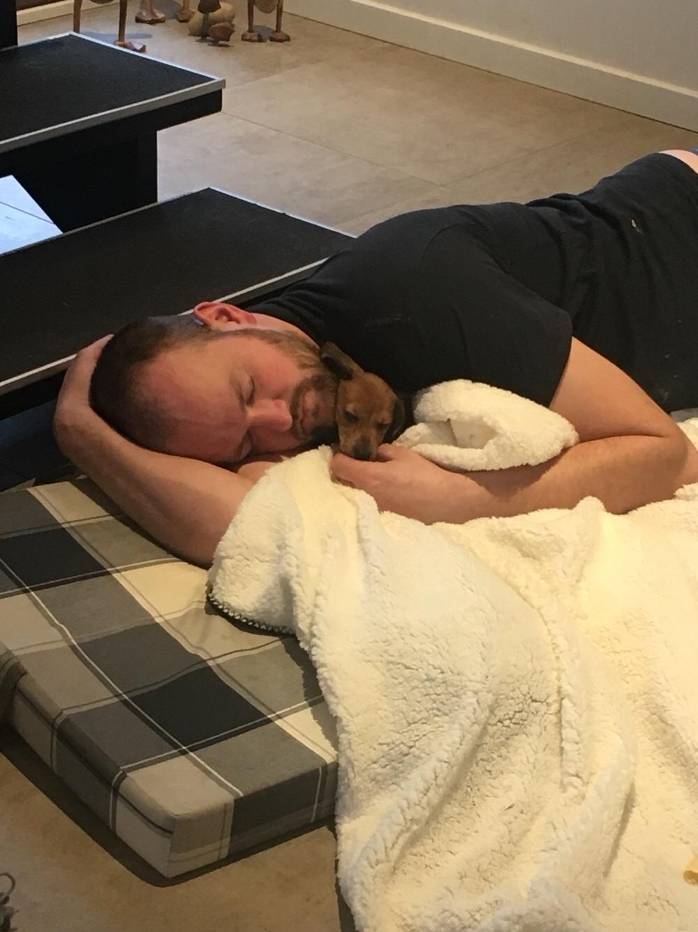 Dværggravhund Adeltands Jingle Bell Rock - Der puttes <3 billede 20