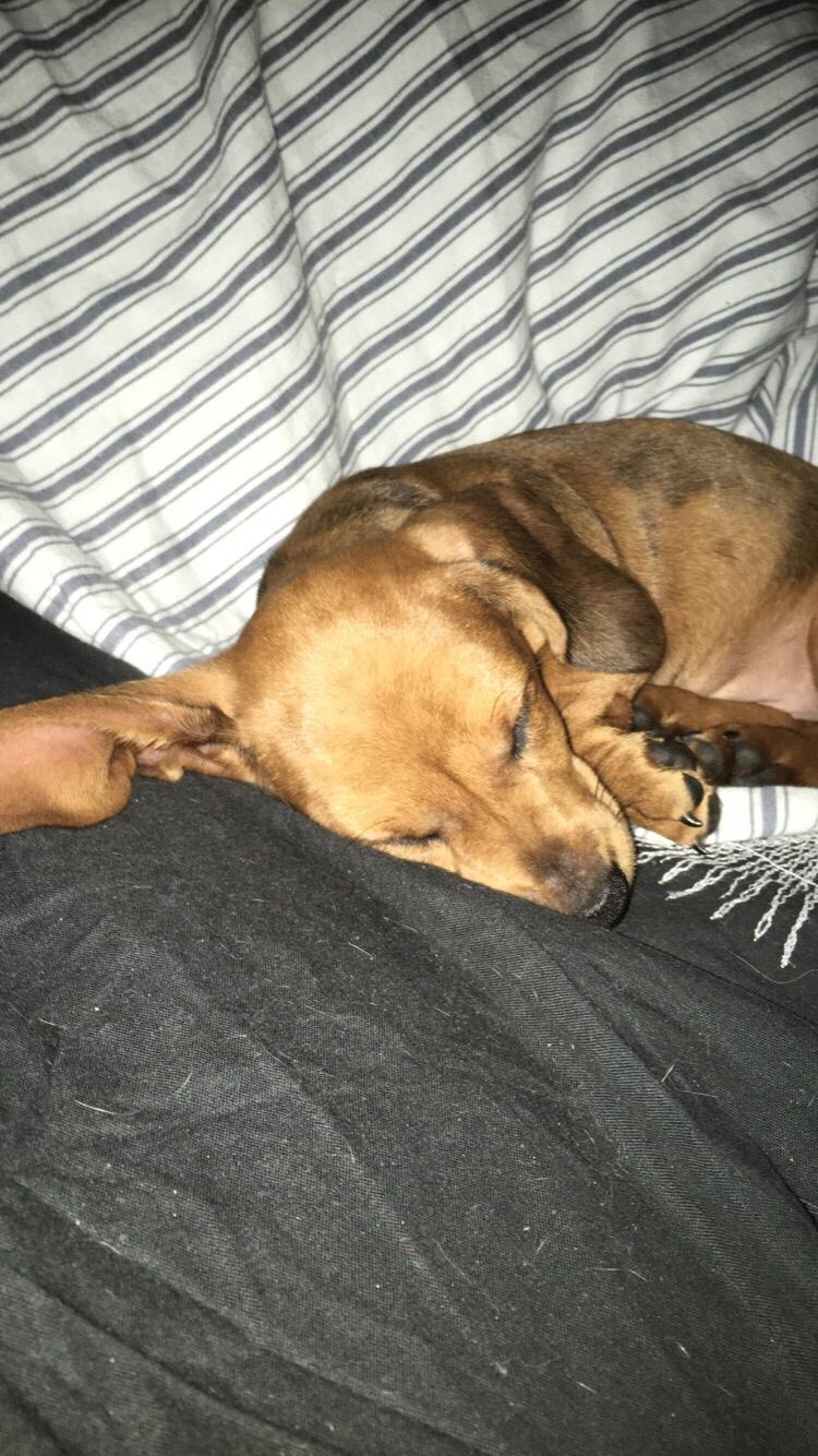 Dværggravhund Adeltands Jingle Bell Rock billede 21