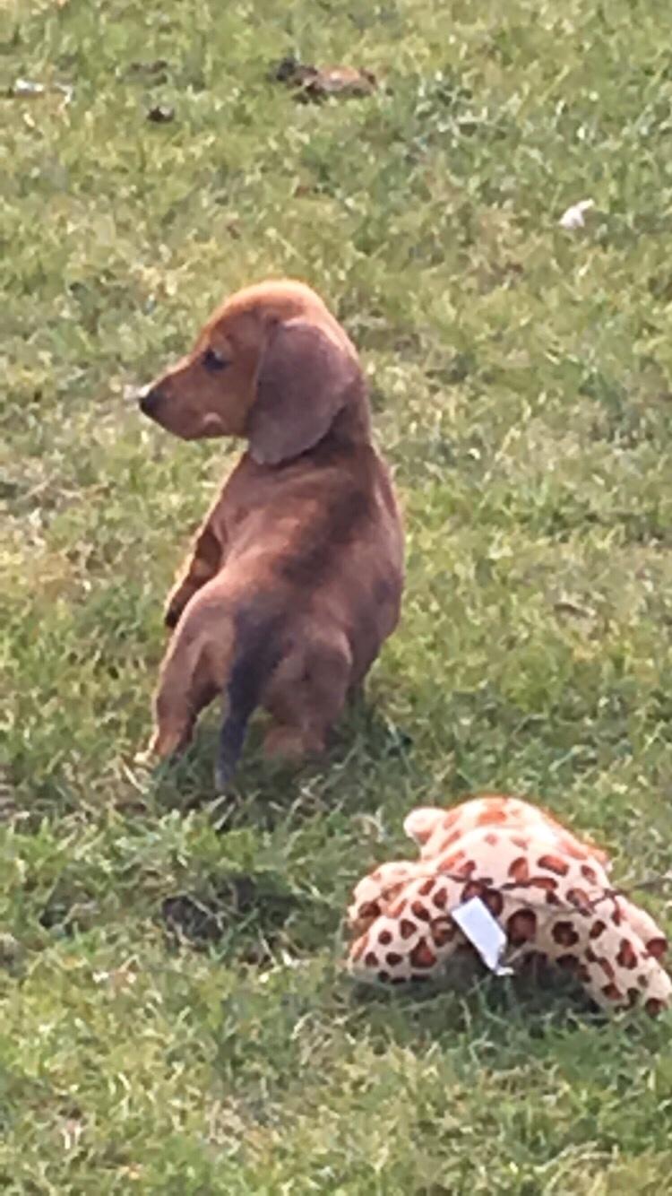 Dværggravhund Adeltands Jingle Bell Rock - Første gang i haven imens der er lyst <3 billede 22