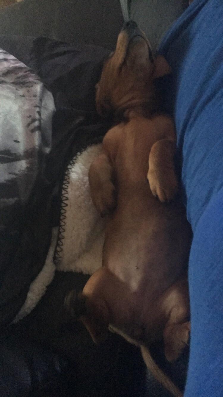 Dværggravhund Adeltands Jingle Bell Rock billede 23