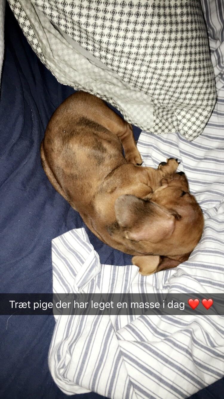 Dværggravhund Adeltands Jingle Bell Rock billede 24