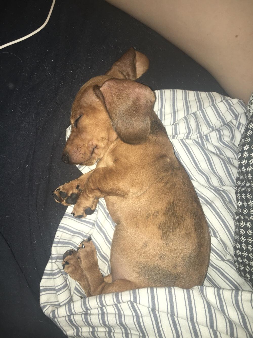 Dværggravhund Adeltands Jingle Bell Rock billede 26