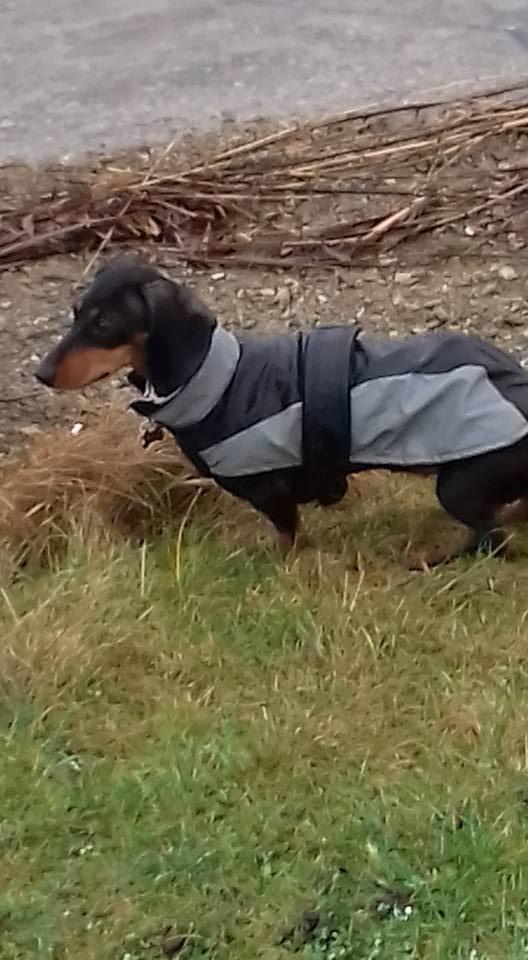 Dværggravhund Rosa billede 1