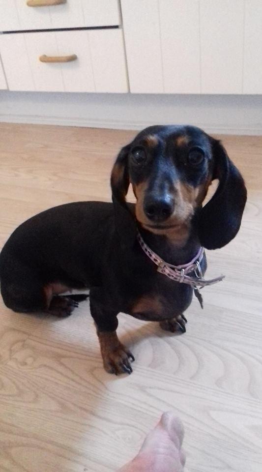 Dværggravhund Rosa billede 4