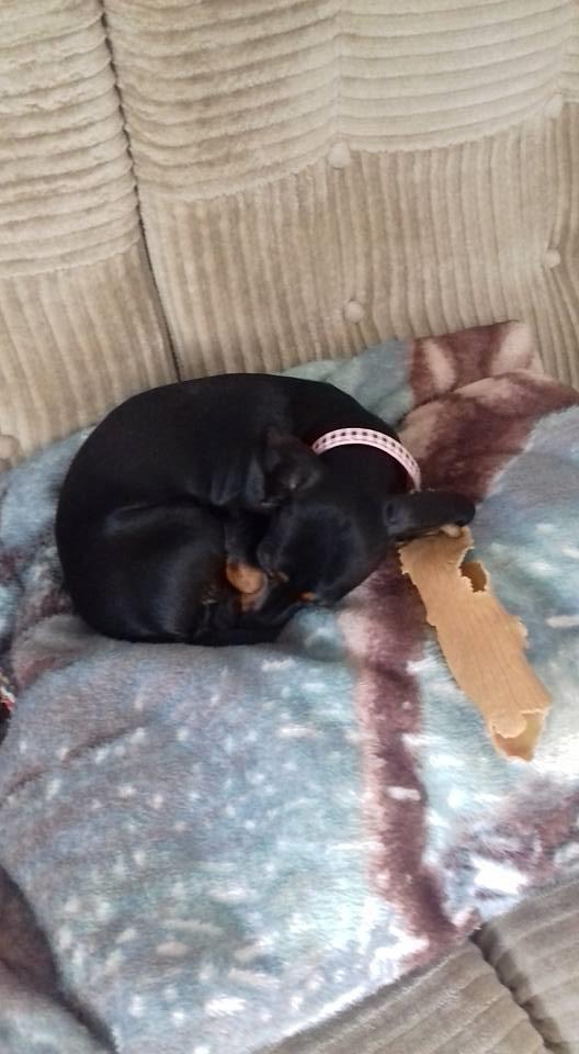 Dværggravhund Rosa billede 2