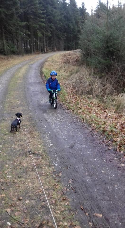 Dværggravhund Rosa billede 5