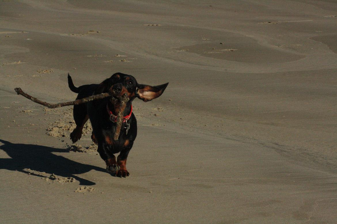 Dværggravhund Rosa billede 6