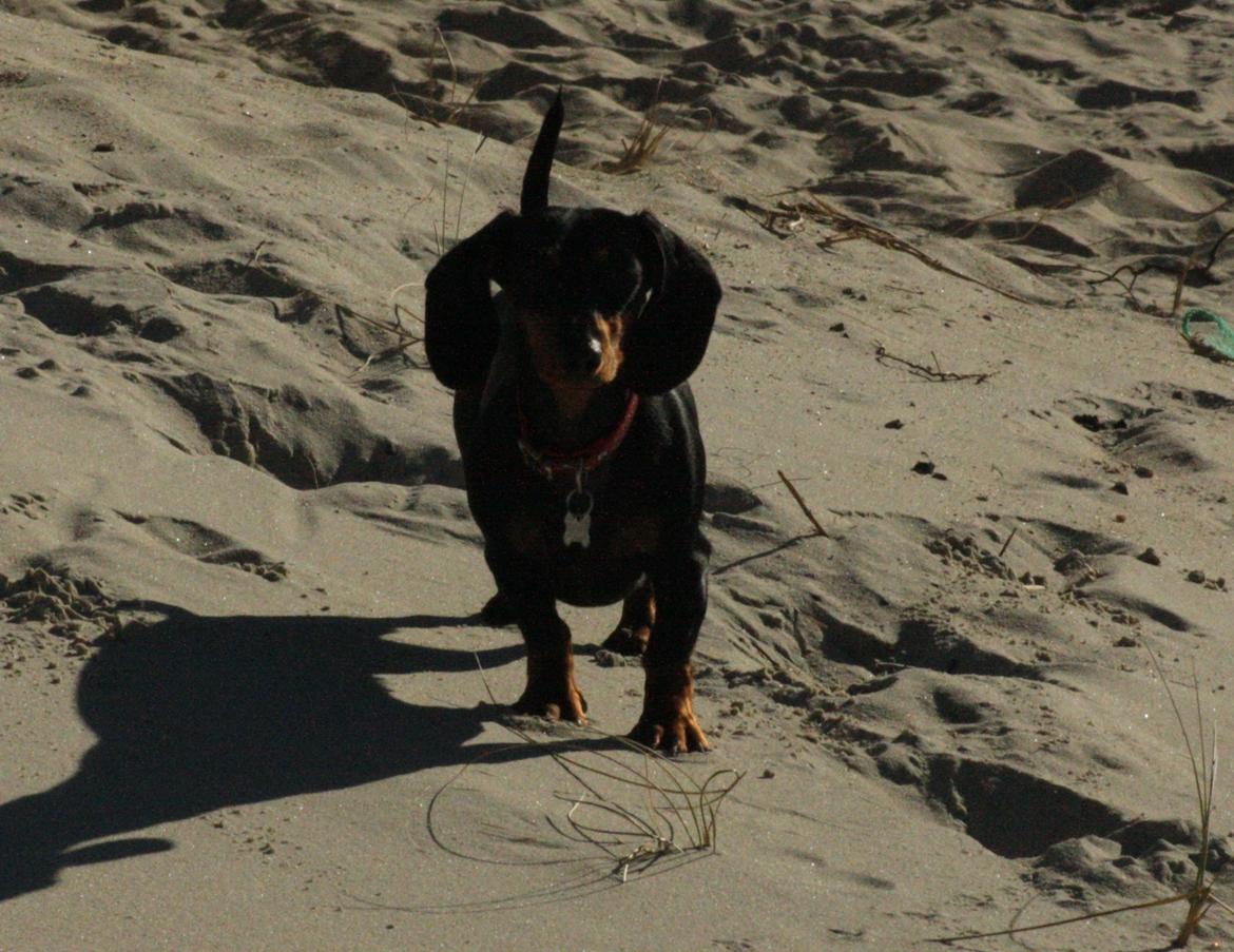 Dværggravhund Rosa billede 7