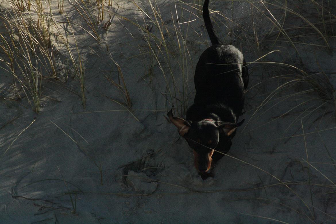 Dværggravhund Rosa billede 8