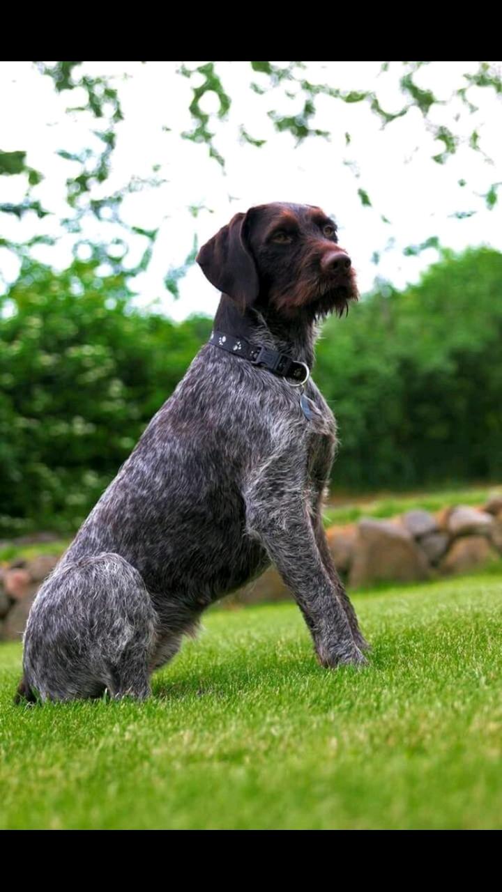 Ruhåret hønsehund Kærholt Lis (Allie) billede 1