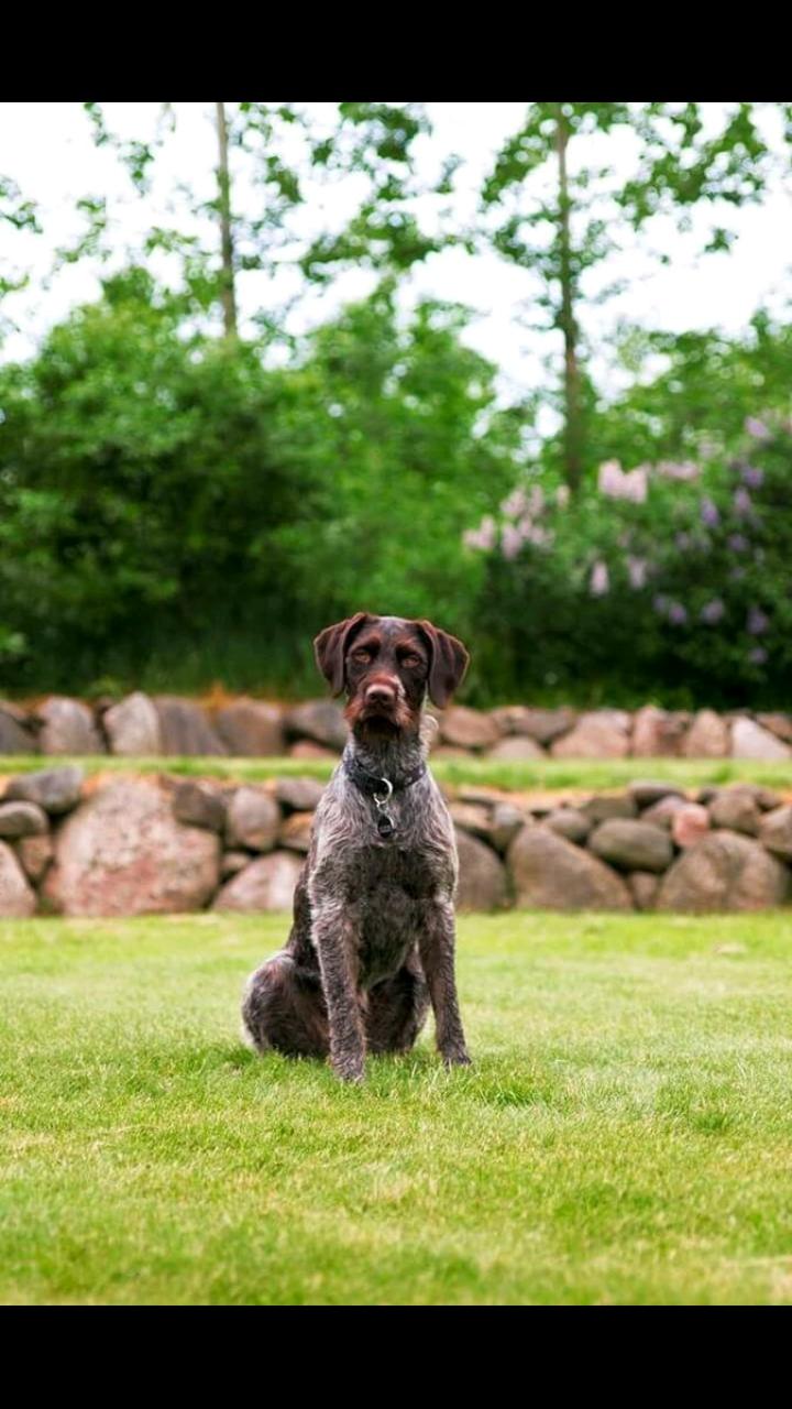Ruhåret hønsehund Kærholt Lis (Allie) billede 2