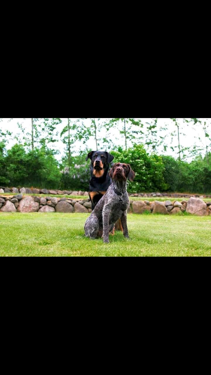 Ruhåret hønsehund Kærholt Lis (Allie) billede 3