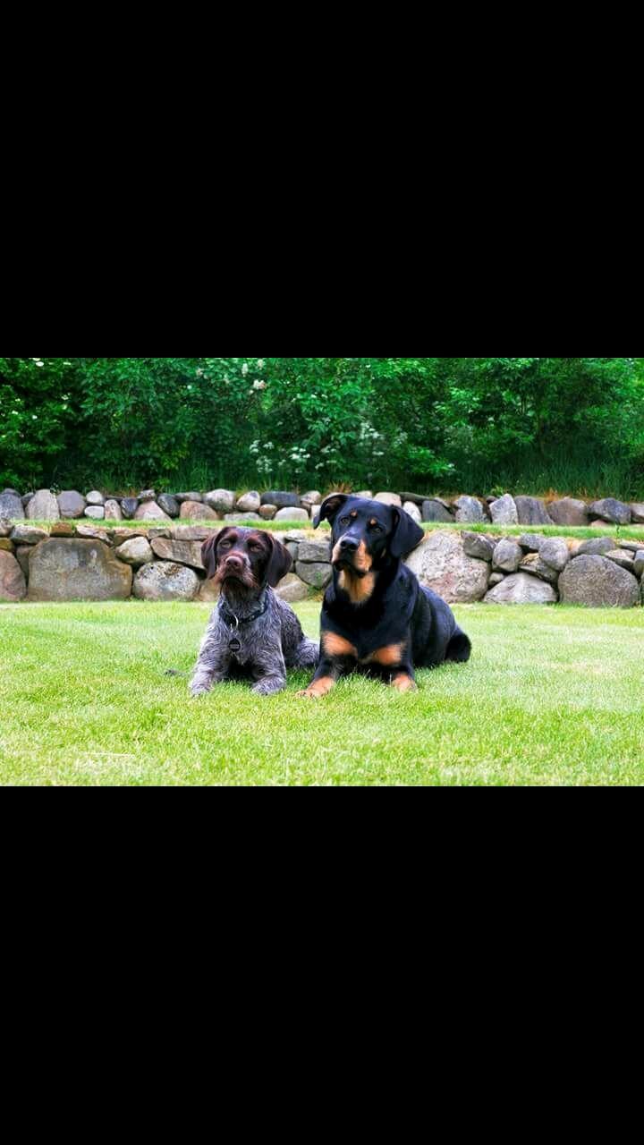 Ruhåret hønsehund Kærholt Lis (Allie) billede 4