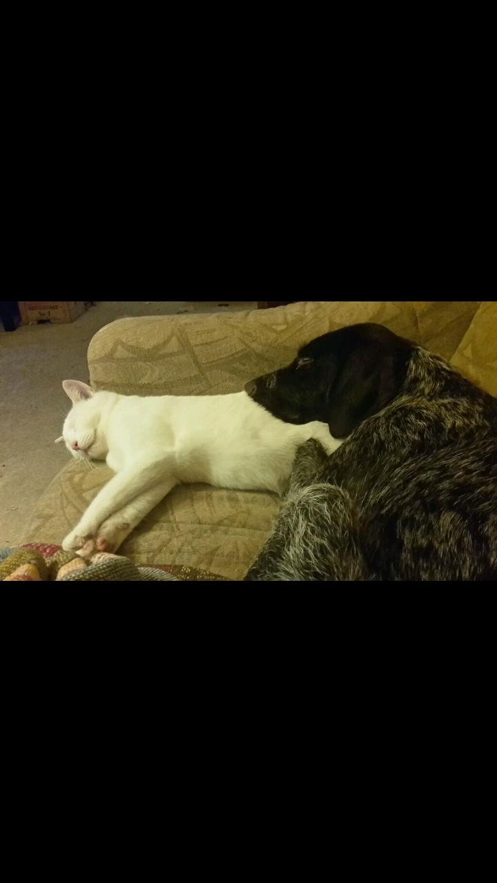 Ruhåret hønsehund Kærholt Lis (Allie) billede 5