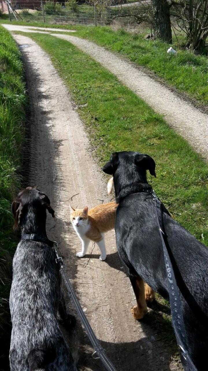 Ruhåret hønsehund Kærholt Lis (Allie) billede 6