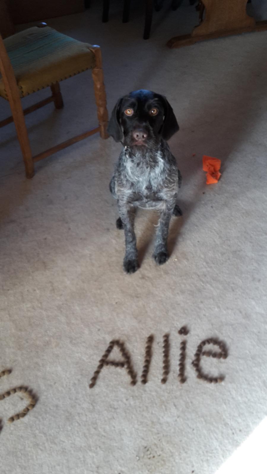 Ruhåret hønsehund Kærholt Lis (Allie) billede 8