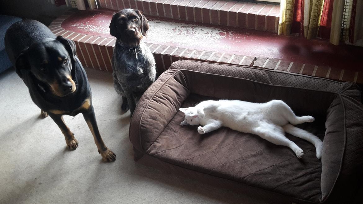 Ruhåret hønsehund Kærholt Lis (Allie) billede 9