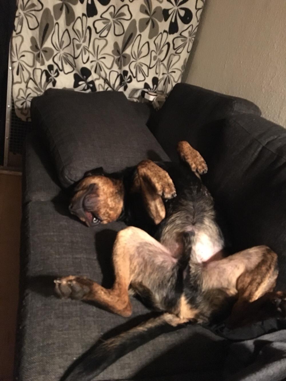 Blanding af racer Congo billede 7