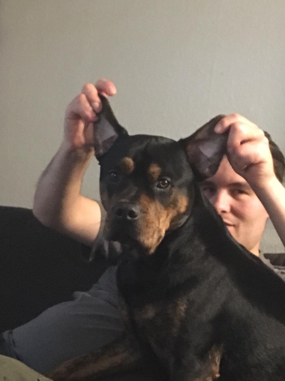 Blanding af racer Congo billede 8