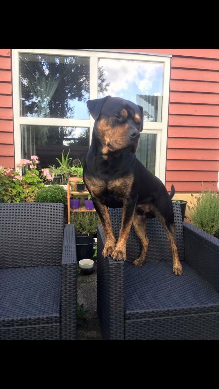 Blanding af racer Congo billede 10