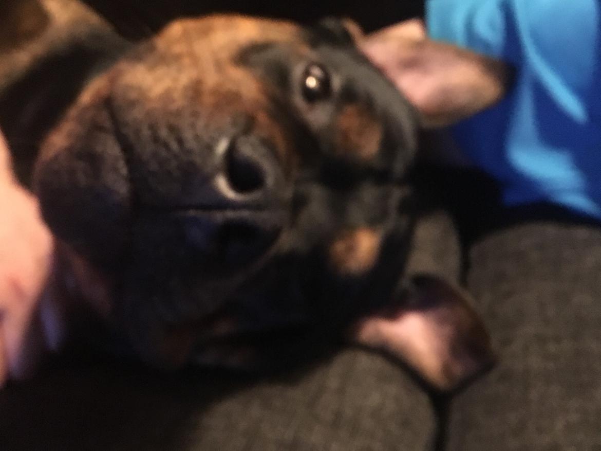 Blanding af racer Congo billede 9