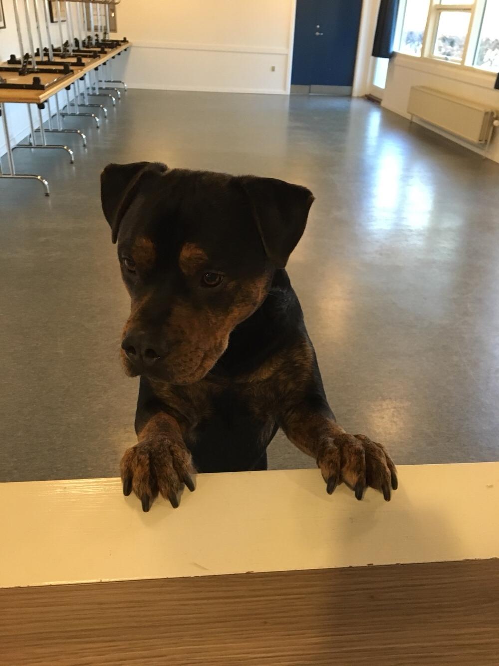 Blanding af racer Congo billede 11