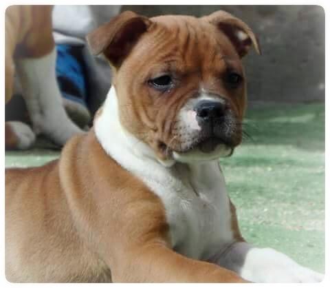 Staffordshire bull terrier * DALTON Jr. * billede 1