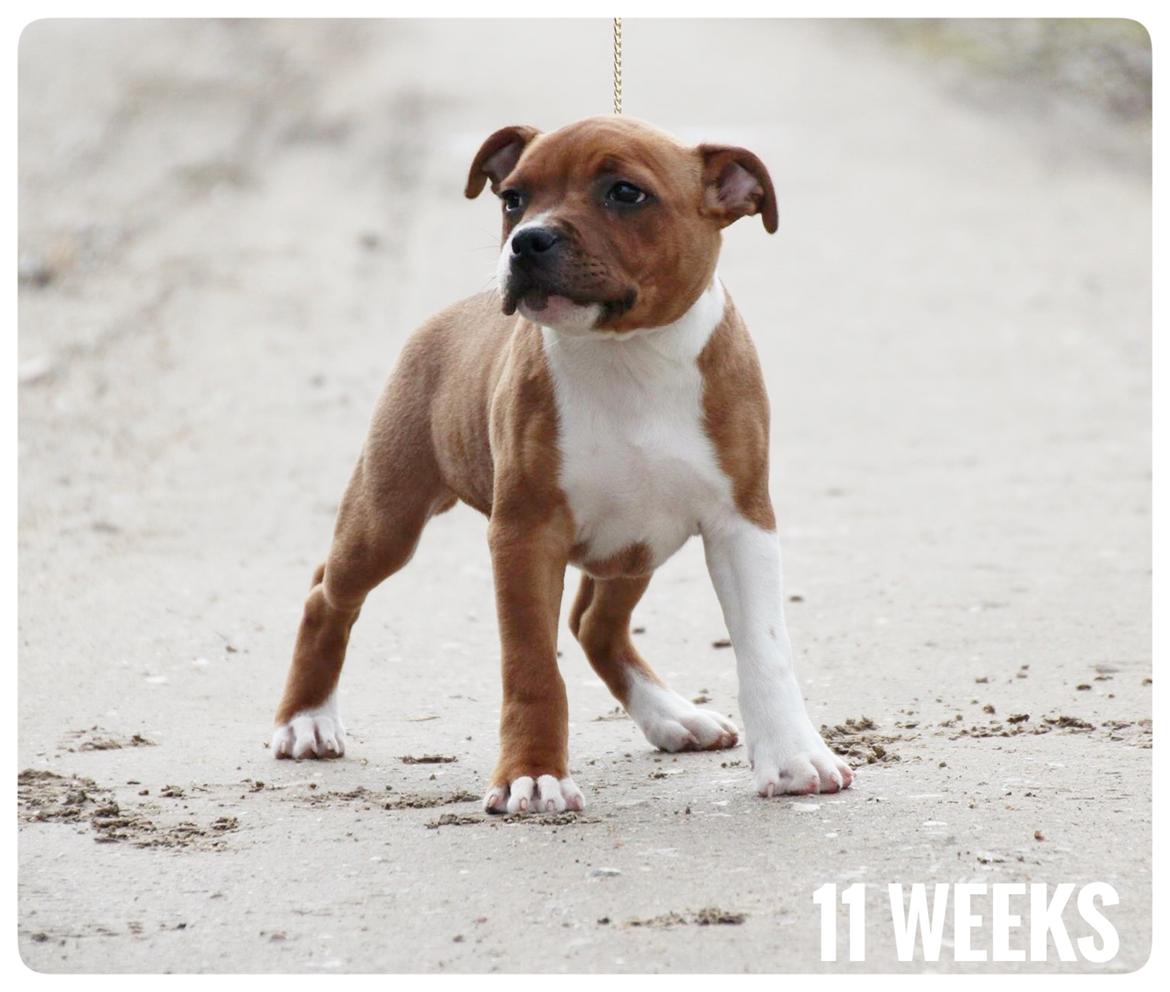 Staffordshire bull terrier * DALTON Jr. * billede 2