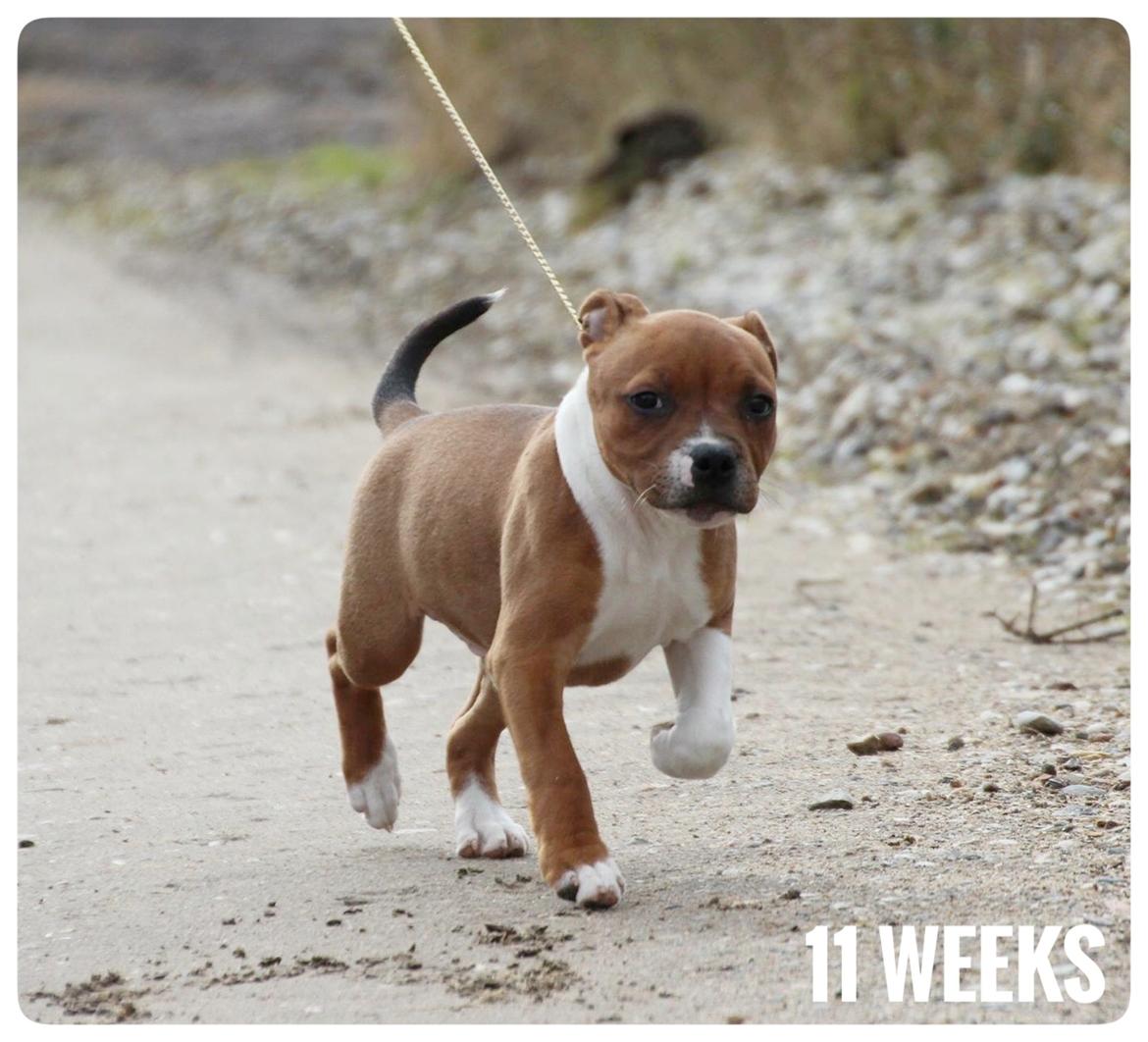 Staffordshire bull terrier * DALTON Jr. * billede 5