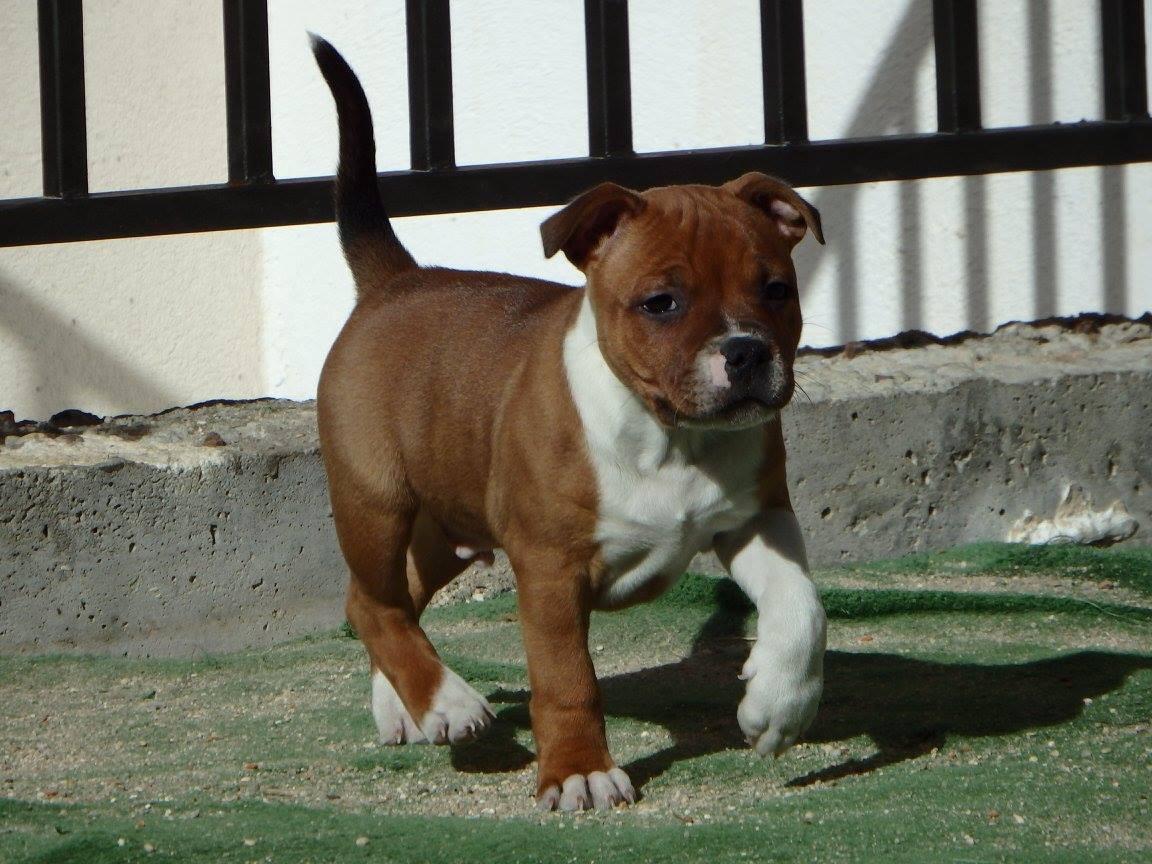 Staffordshire bull terrier * DALTON Jr. * billede 6